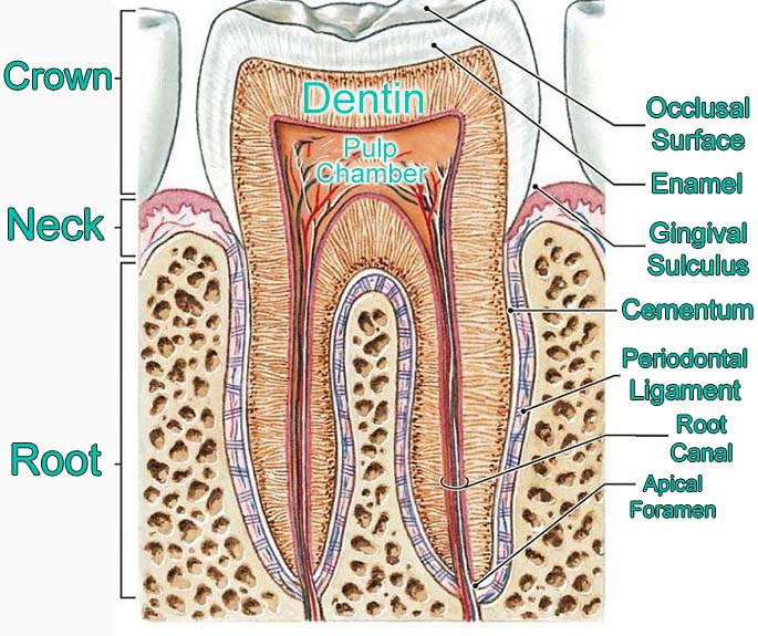Tooth Diagram Labeled Tooth Anatomy AUYGYA Tooth Diagram Labeled Tooth Anatomy AUYGYA